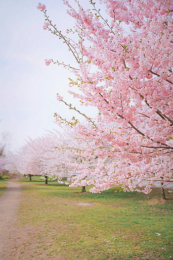 Sakura trees, pink cherry blossoms, cherry blossom trees, full bloom, spring, path, beautiful, nature, outdoor, floral, landscape
