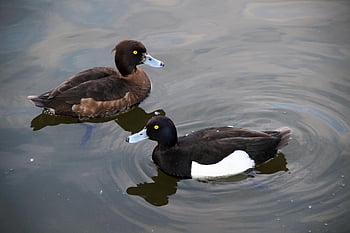 duck, polak, nature, aythya Fuligula, chocholačka, wild, bird, aqueous, black, white, pond