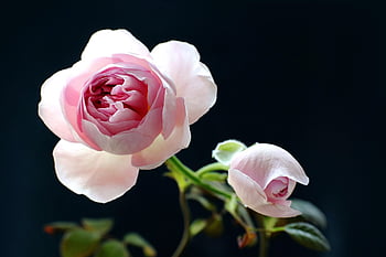 chinese Rose, rose Flower, rose, pink, flower Wallpaper, roses Bloom, nature, romantic, pink Roses, flower Background, shrub