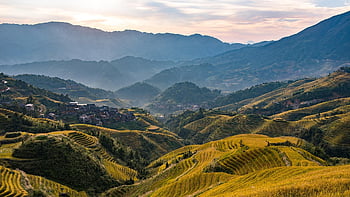 longji Rice Terraced, terraced Fields, rice Fields, autumn, golden Fields, village, minority Tribe