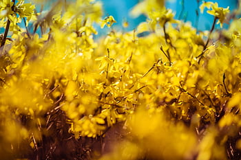 ジャー、 黄、 花の背景、 黄金の雨、 花、 花の壁紙、 フローラ、 自然、 美しい花、 イースター