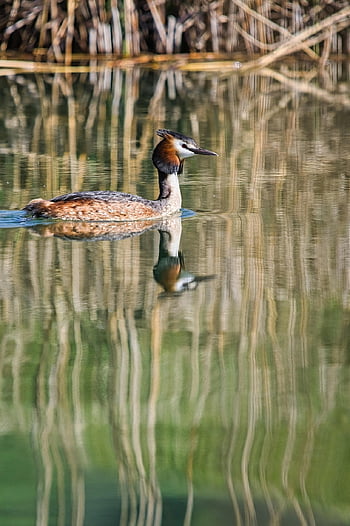 Μεγάλες κώδωνας, λίμνη, πουλί, podiceps cristatus, νερό πουλί, φύση, νερό, άγρια ​​ζωή