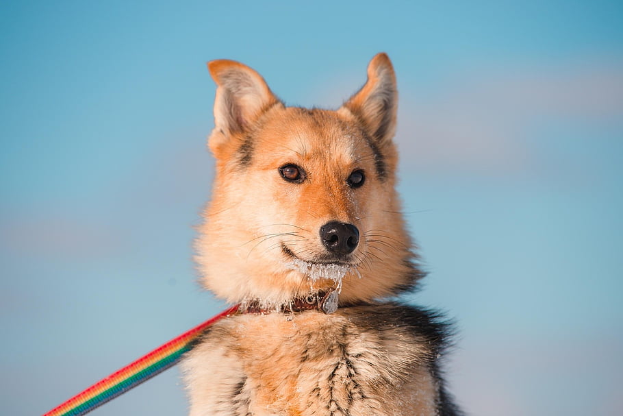 red Dog, dog, beautiful Portrait Of A Dog, photo On Nikon D800, shelter Perm, for Dogs, puppy, photo Session On The Street, how To Photograph Animals, shooting Animal, animal Photographer