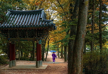 korean Folk Village, forest, trees, stroll, fall, autumn, garden, park, culture, village, traditional