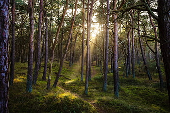 forest, nature, sun, sunbeams, idyllic, pine Forest, woods, wilderness