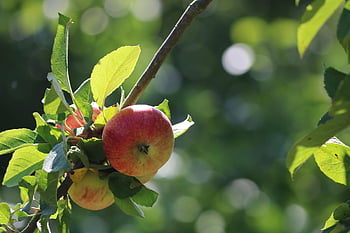 apple, natural Food, fruit, bio, healthy, food, left Untreated, ripe, yummy, vegan, nature