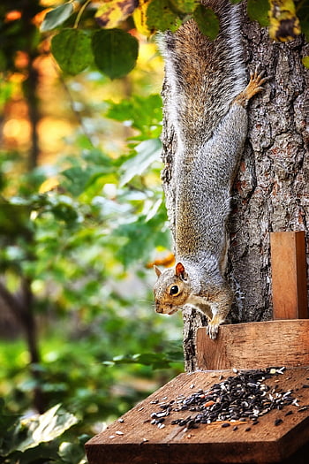 squirrel, rodent, foraging, eating, wildlife, forest, wilderness, nature, animal, animal World, verifiable Kitten