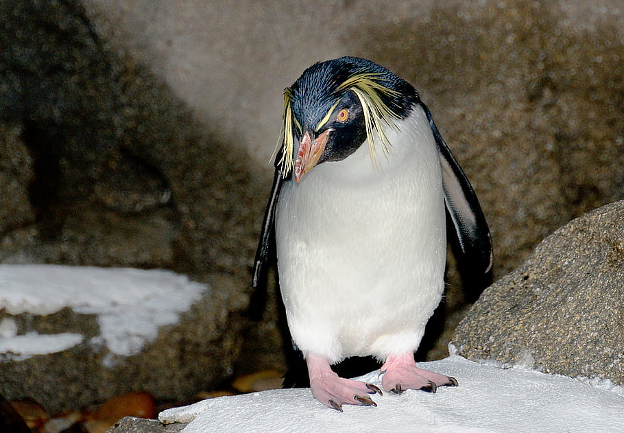 tučňák skalní, Calgary zoo, tučňáci, Východní rockhopper, Subtarktické ostrovy, Nový Zéland, Indický oceán, úbytek obyvatelstva