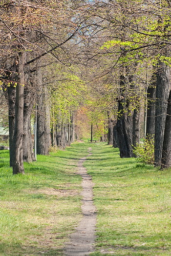 cesta, stromy, avenue, jaro, Příroda, krajina, řada stromů, lípa, květ