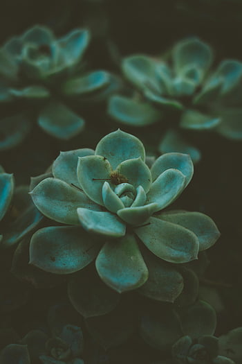succulents, green succulent, close-up image, detailed photo, dark background, moody background, plant photography, succulent plant, green plant, nature photography, succulent garden