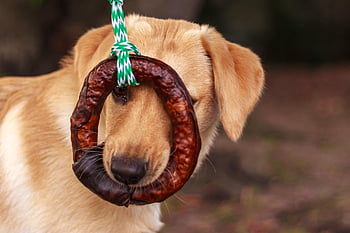 labradorský retrívr, štěně, Příroda, hraní, Pes, zvíře, domácí zvíře, psí, savec, čenich, mladý