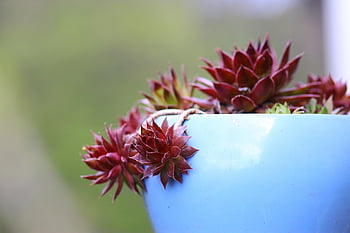 sempervivum, houseleek, dachwurz, the Rose, beautiful Flowers, red, flower Background, green, nature, flower, succulent