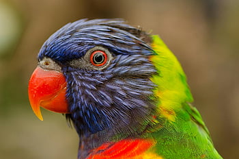 regnbue lorikeet, nærbillede fotografering, Levende fjer, Skarp blik, farverig papegøje, fugl portræt, naturfotografering, Dyrelivsbillede, eksotisk fugl, detaljerede fjer, lyse farver