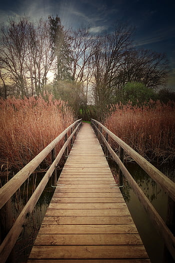 dřevěný most, zábradlí, rákos, web, Příroda, krajina, promenádě, idylický, atmosféra, slatina, přírodní rezervace
