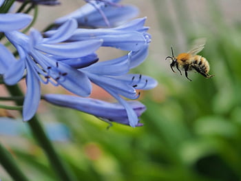 bee, african Lily, pollination, ornamental Lily, agapanthus, blossoms, nature, summer, insect, close Up