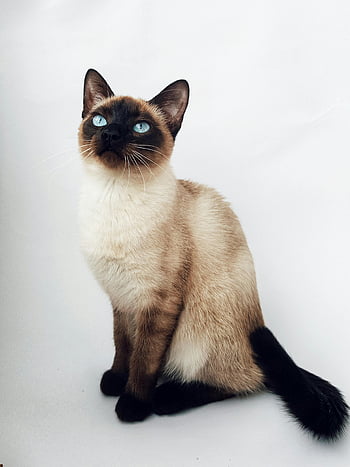 Siamese cat, white surface, blue eyes, sleek fur, elegant pose, graceful cat, cat photography, pet portrait, animal photography, white background, cat sitting