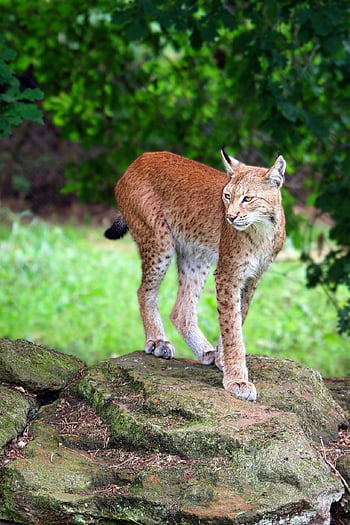 Luchs, Katze, Tier, Haustier, Zoo, katzenartig, Raubtier, Säugetier, Jäger, Tierwelt, Natur
