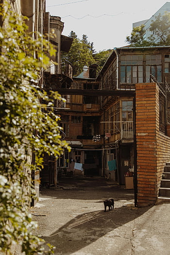 放棄された建物、 錆びた建物、 割れたガラス窓、 素朴な中庭、 孤独な猫、 老化した建築、 自然な成長、 アーバンディケイ、 中庭のシーン、 廃墟となった中庭、 中庭の猫