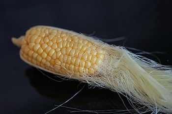 kukurydza, Kolba kukurydzy, jedzenie, słodka kukurydza, pokarm, ziarna, ścieśniać, żniwa