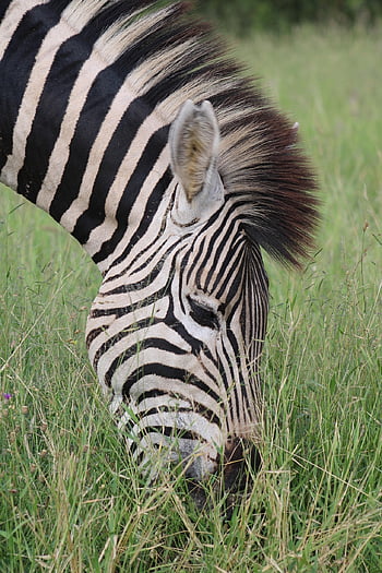 zebra, equine, striped, animal, nature, africa, kruger