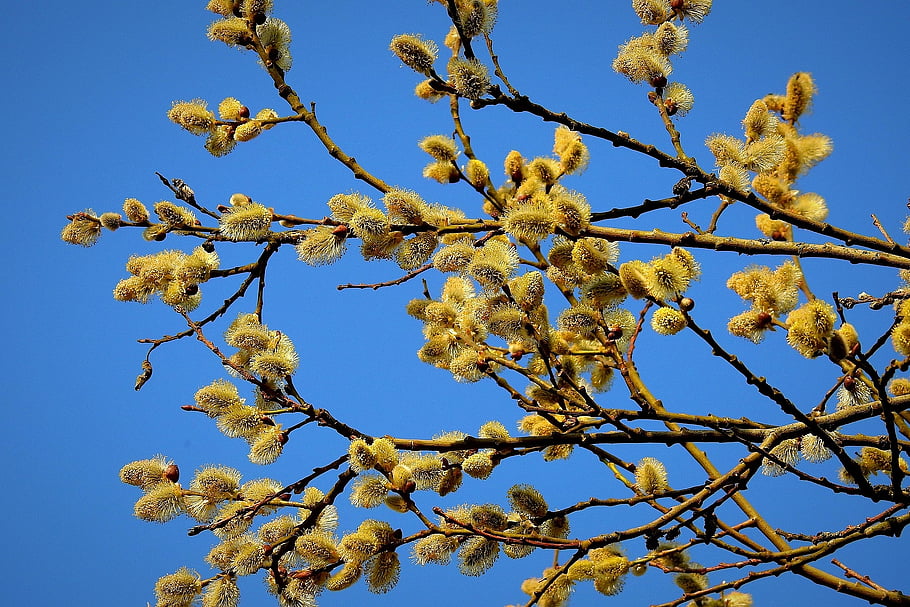 tree, salix Caprea, nature, goat Willow, growth, forest, park