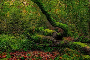 woodland, forest, nature, moss, sunset, magical, green, trees, fallen Tree, jungle, woods