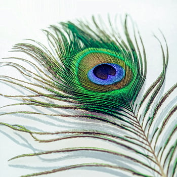 peacock feather, macro photography, vibrant iridescent, intricate eye pattern, close-up detail, peacock eye, iridescent feather, macro shot, feather pattern, peacock close-up, peacock eye pattern