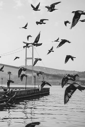 birds flying, black and white photo, suspension bridge, water, dynamic photo, birds in flight, bridge, monochrome, wildlife photography, nature scene, urban landscape