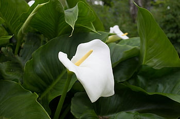 ดอกไม้สด, ภาพถ่ายระยะใกล้, ใบเขียวชอุ่ม, การตั้งค่าธรรมชาติ, Calla Lily สีขาวสง่างาม