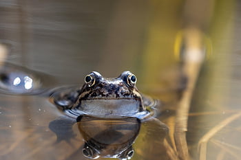 frog, animal, pond, water, nature, amphibian, swim, vertebrate, animal Photography, reflection, portrait