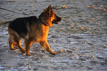 dog, german Shepherd, beach, long Haired Shepherd Dog, pet, mammal, animal, nature, winter, frost, the Coast
