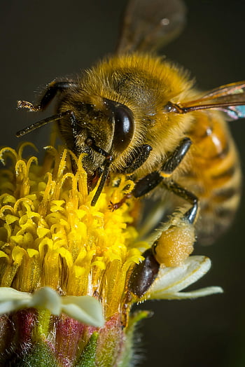 honey bee, yellow flower, pollination, macro photography, close-up, bee on flower, yellow and black bee, bee pollinating, nature photography, insect photography, floral photography