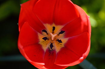tulipán, hd tapetu, květ, razítko, tyčinek, jizva, květiny listeny, interiér květu, Stamp tulip, pyl, kalich