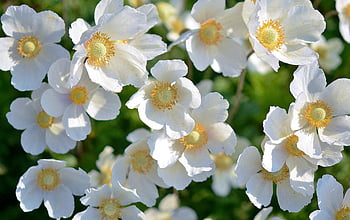 flori albe anemonei, flori albe vibrante, 5 floare petaled, delicate petale, Lumina soarelui naturală, plin de flori, flori albe, Anemone înflorește, anemonă albă, fotografie de flori, fotografie florală