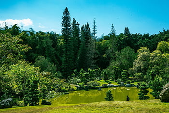 trees, grass, lake, park, garden, path, nature, green, season, botanical, plant
