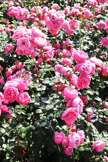 garden, flower Wallpaper, roses, pink, flowers, bloom, flora, floral, beautiful Flowers, summer, petals