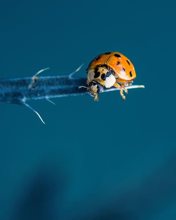 harlequin ladybug, Harmonia axyridis, macro shot, plant stem, blue background, adorable ladybug, detailed macro, insect photography, nature photography, blue backdrop, ladybug on stem