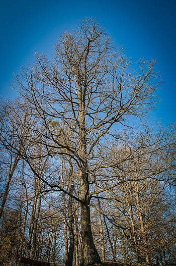 wald, natur, landschaft, himmel, baum, Wandern, frühling