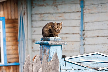 cat, village Cat, pet, observer, animal, stroll, observation, fence