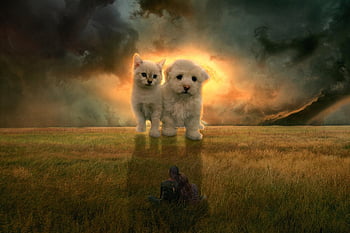 cat, dog, puppy, kitten, couple, animals, surreal, fantasy, cute, mammals, meadow