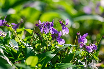 lesní fialky, květinové pozadí, fialový, květ, voňavé fialky, vůně, violaceae, krásné květiny, fialová rostlina, předzvěst jara, pochodové fialky