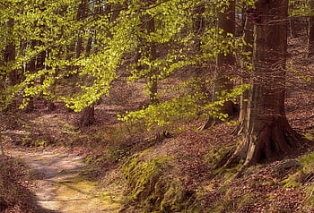 forest, spring, spring Foliage, foliage, landscape, nature, idyll, quiet, emotions, walk, path