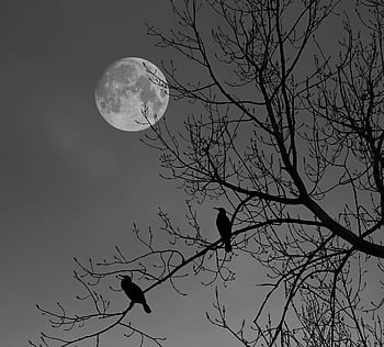 full moon, birds silhouettes, tree branches, night sky, bare tree, perched birds, moonlit night, nature photography, wildlife scene, black and white, nocturnal landscape