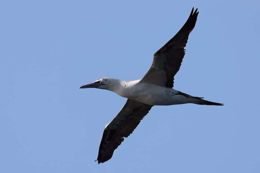 gannet, bird, animal, feathers, plumage, beak, avian, seabird, flight, flying, wings