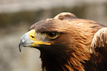 Aquila reale, uccelli rapaci, natura, predatori, predatore, cacciatore, uccelli, aquila
