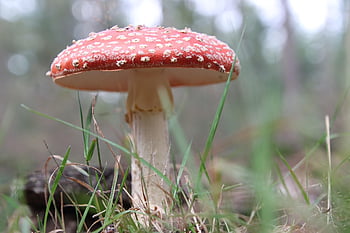 moucha agaric, houby, podzim, červená čepice, Příroda, les