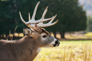 brun buck, gevir, gressfelt, Dyrelivets skjønnhet, Solrik utendørs, nærbilde hjort, selektiv fokusering, naturfotografering, utendørs omgivelser, hjorteportrett, dyreliv fotografering