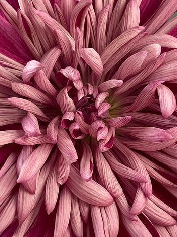 dalia rosa, colpo di macro, petali delicati, Piena fioritura, fiore rosa, fotografia floreale, avvicinamento, fotografia naturalistica, dettagli floreali, bellezza botanica, rosa vibrante