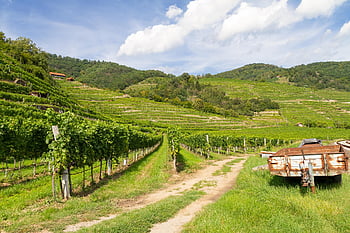 krajina, vinice, údolí, révy, listy, rostlin, plantáž, zeleň, kopců, venkov, scenérie