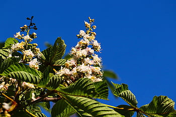 バックアイ、 一般的な馬の栗、 栗、 栗の花、 Aesculus hippocastanum、 花、 咲く、 木、 花序、 栗の木、 春